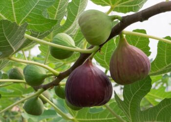 Fiku – Mbretëresha e kënaqësive dhe shëndetit natyror