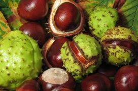 Locion me Gështenjë për Venat me Variçe: Zgjidhje Natyrale për Shëndetin e Këmbëve