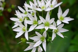 Hudhra e Egër për Shëndetin dhe Vitalitetin