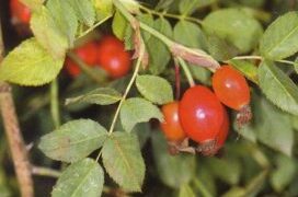 Trëndafili i Egër: Thesari i Vjeshtës për Shëndetin tuaj