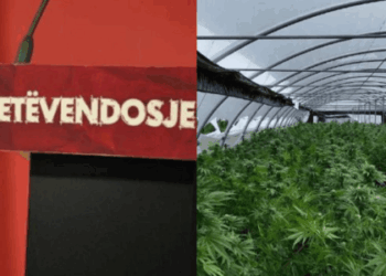 VV e konfirmon që kandidati për asamblist iu arrestua pasi u gjetën katër plantacioneve të kanabisit në Gjilan