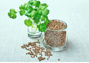 Koriandri: Bima e Brishtë me Fuqi të Mëdha Shëruese