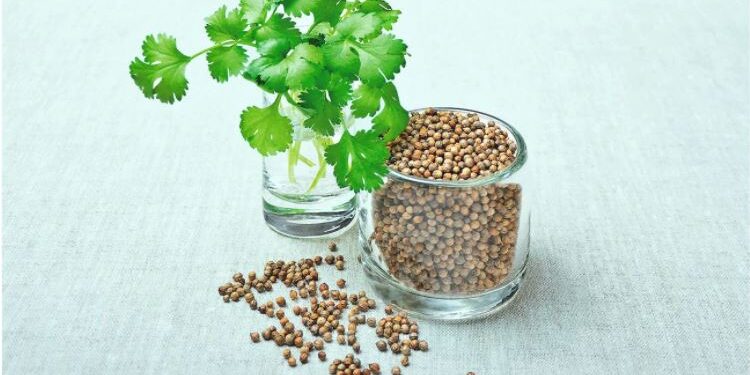 Koriandri: Bima e Brishtë me Fuqi të Mëdha Shëruese