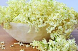 Bimë që Luftojnë Pneumoninë: Trajtime Natyrale për Shëndetin e Mushkërive