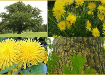 Lëvorja e Lisit dhe Luleradhiqja: Zgjidhje Natyrale për Trajtimin e Hemorroideve