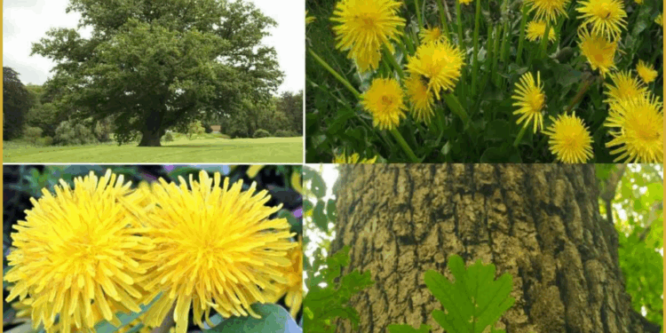 Lëvorja e Lisit dhe Luleradhiqja: Zgjidhje Natyrale për Trajtimin e Hemorroideve