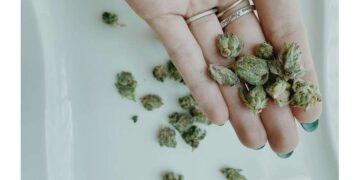 Studim: Mbi gjysma e pacientëve me dhimbje kronike ndalojnë përdorimin e kanabisit mjekësor brenda vitit