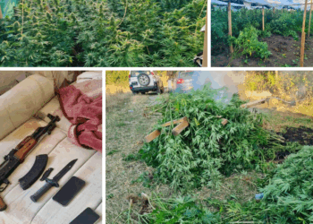 Policia e Kosovës zbulon plantacion me rreth 500 bimë kanabisi në Gjilan, arrestohen tre persona