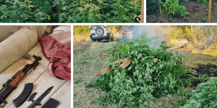 Policia e Kosovës zbulon plantacion me rreth 500 bimë kanabisi në Gjilan, arrestohen tre persona