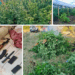 Policia e Kosovës zbulon plantacion me rreth 500 bimë kanabisi në Gjilan, arrestohen tre persona