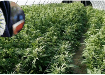 Aksion i madh antidrogë në Gjilan: Policia zbulon sera me narkotikë, arrestohen tre persona