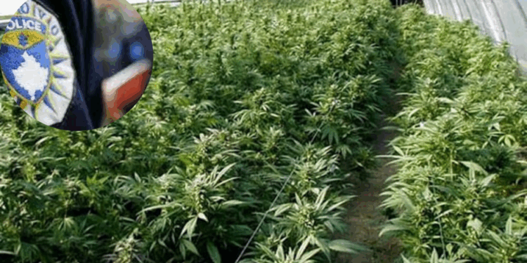 Aksion i madh antidrogë në Gjilan: Policia zbulon sera me narkotikë, arrestohen tre persona