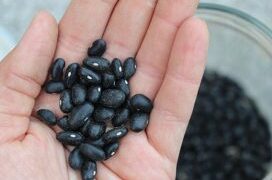 Thesari i Proteinave: Burime Bimore për një Dietë të Shëndetshme