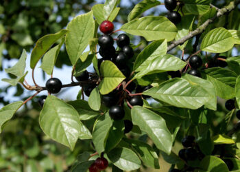 Gjembi: Një Thesar Natyral për Shëndetin