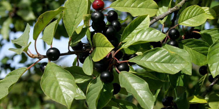 Gjembi: Një Thesar Natyral për Shëndetin