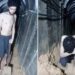 Pengu izraelit hap varrin e tij në Gaza/ Pamjet rrëqethëse shkaktojnë tronditje