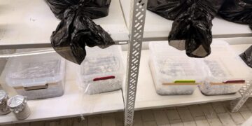 Operacion antidrogë në Prishtinë – Policia sekuestron marihuanë, kokainë dhe kërpudha narkotike