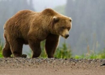 Ariu shfaqet në Novosellë të Pejës, sulmon dhe mbyt disa dele