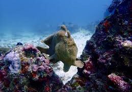 Vietnami Rishkruan Rregullat në Detin e Kinës Jugore: Nga Militarizimi te Ruajtja e Mjedisit