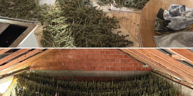 Policia e Kosovës godet rrjet kriminal pas shpërthimit në QKUK, arrestohen 11 persona dhe sekuestrohen armë, drogë dhe telefona