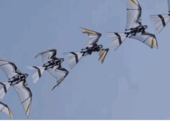RoboFalcon2.0, roboti i frymëzuar nga skifterët që imiton ngritjen natyrale të zogjve