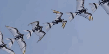 RoboFalcon2.0, roboti i frymëzuar nga skifterët që imiton ngritjen natyrale të zogjve