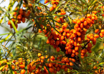 Vetitë shëruese të gjembaçit të qumështit të provuara shkencërisht