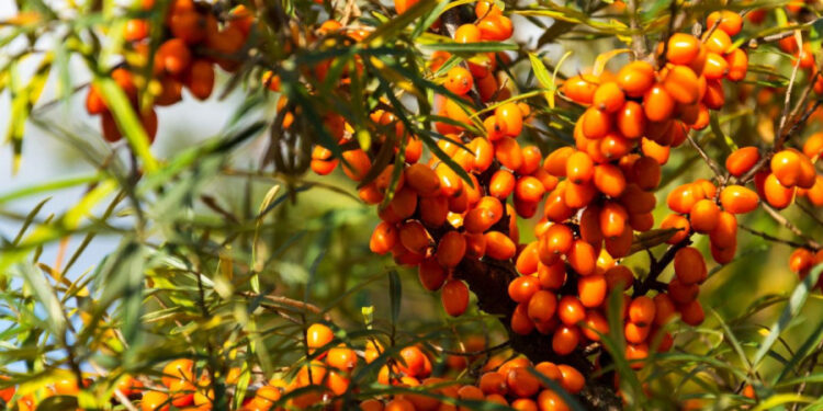 Vetitë shëruese të gjembaçit të qumështit të provuara shkencërisht