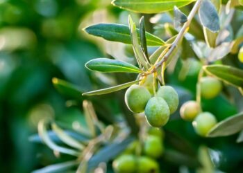 3 ekstrakte bimore që ndihmojnë në uljen e tensionit të gjakut