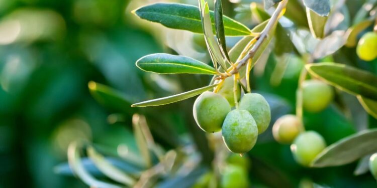 3 ekstrakte bimore që ndihmojnë në uljen e tensionit të gjakut