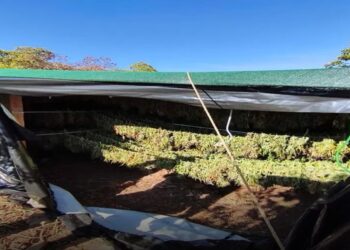 Greqi – Shkatërrohet grupi kriminal shqiptar, kapen 1.1 ton kanabis dhe arsenal armësh