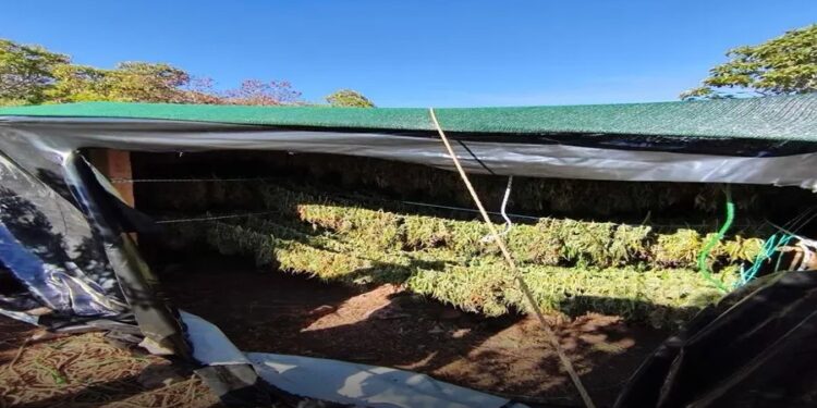 Greqi – Shkatërrohet grupi kriminal shqiptar, kapen 1.1 ton kanabis dhe arsenal armësh