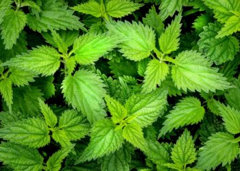 Shfrytëzoni sezonin e hithrave të reja për përmirësimin e shëndetit