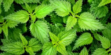 Shfrytëzoni sezonin e hithrave të reja për përmirësimin e shëndetit