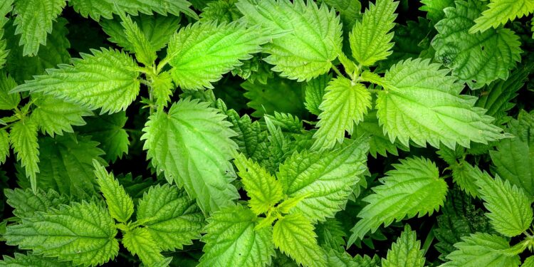 Shfrytëzoni sezonin e hithrave të reja për përmirësimin e shëndetit