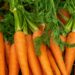 Karrota – Thesari portokalli për shëndetin