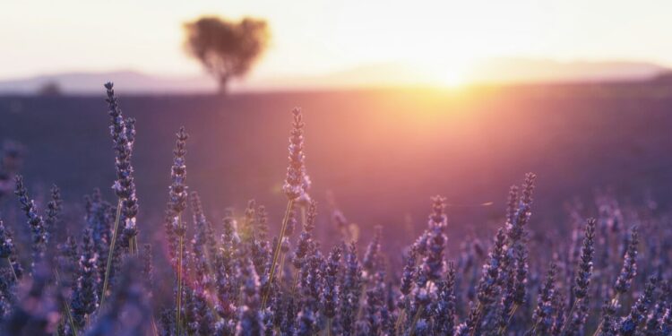 Bimë medicinale që ndihmojnë në luftimin e pagjumësisë