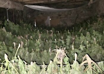 Policia e Kosovës konfiskon mbi 500 kg marihuanë në Suharekë, një person në arrati