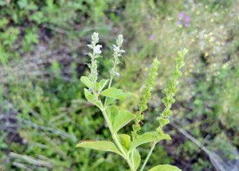 E mirë si Veronica – Hellebora e zakonshme, bimë me vlera të shumta shëndetësore