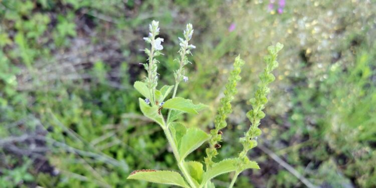 E mirë si Veronica – Hellebora e zakonshme, bimë me vlera të shumta shëndetësore