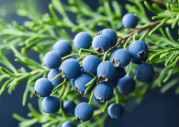 Dëllinjë: Përfitimet shëndetësore dhe receta për tinkturë