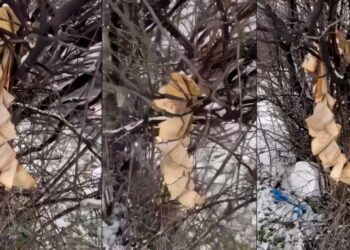 Digjet Kurani në Gjakovë