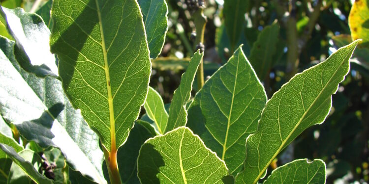 Gjethja e dafinës ul sheqerin në gjak dhe forcon imunitetin