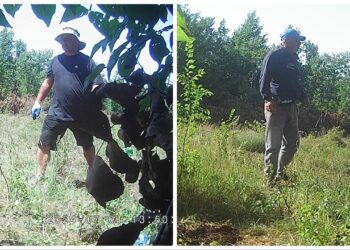 Aktakuzë ndaj shtetasit shqiptar për kultivim të drogës në Malishevë