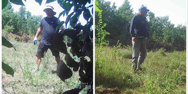 Aktakuzë ndaj shtetasit shqiptar për kultivim të drogës në Malishevë