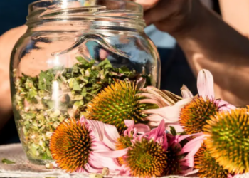 Mjetet më të mira natyrale për forcimin e imunitetit