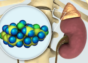 Hormoni i stresit që kontrollon trupin: Pse kortizoli është jetik për shëndetin