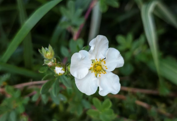Kur hormonet ndryshojnë: Si ta mbroni gjëndrën tiroide gjatë menopauzës