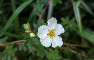 Kur hormonet ndryshojnë: Si ta mbroni gjëndrën tiroide gjatë menopauzës