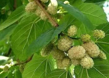 Rezistenca ndaj insulinës: si mund të ndihmojë ekstrakti i manës së bardhë në stabilizimin e sheqerit
